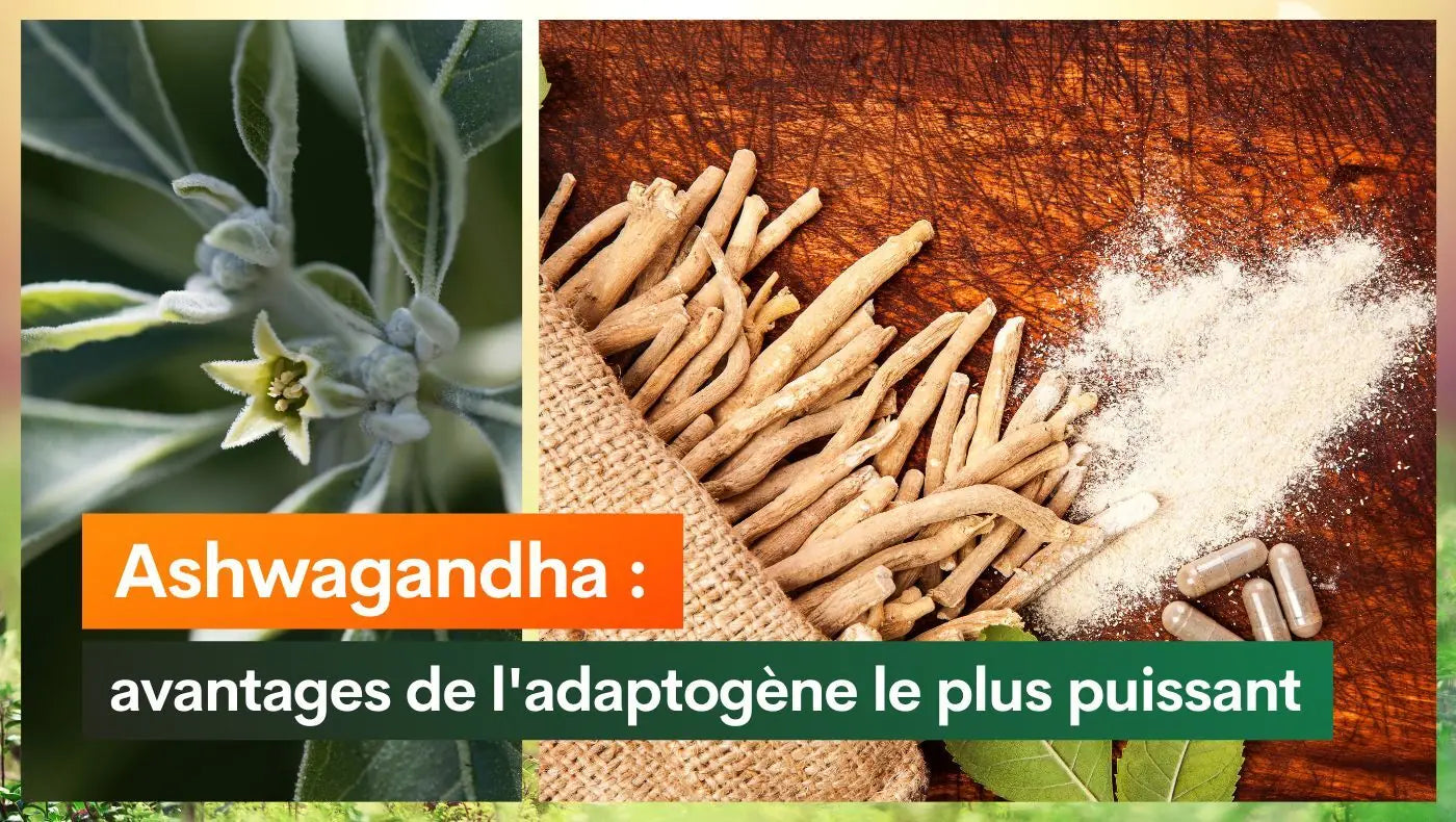 Ashwagandha: avantages de l'adaptogène le plus puissant